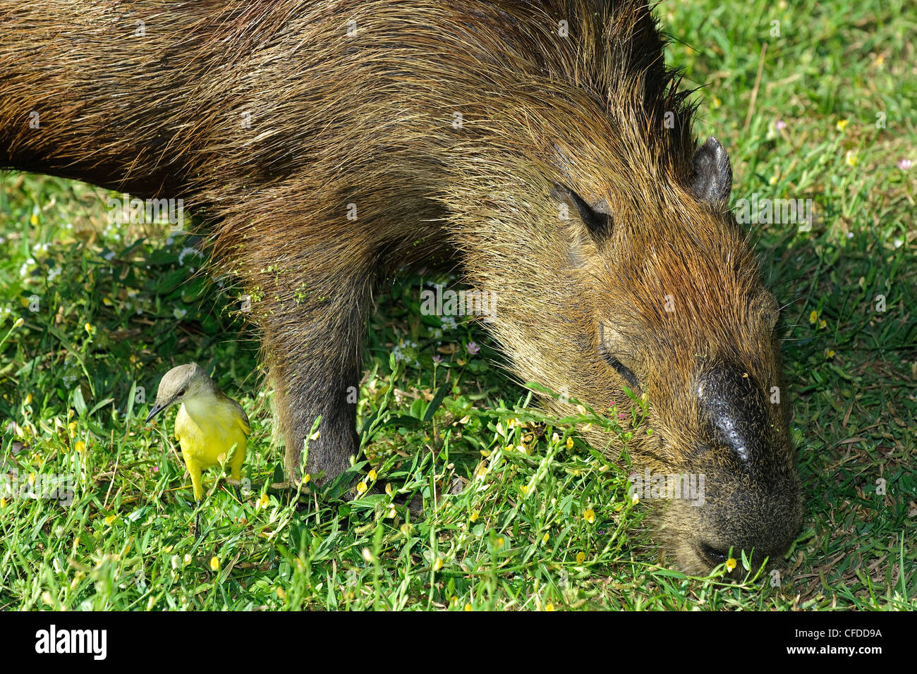 Capybar Hydrochaeris hydrochaeris le bétail de pâturage Banque D'Images