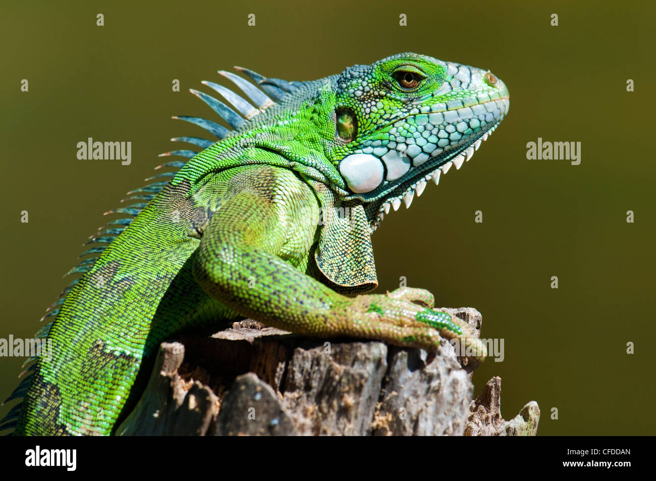 Vert (adultes) commune iguana (Iguana iguana), les zones humides du Pantanal, au sud-ouest de l'Amérique du Sud, Brésil Banque D'Images