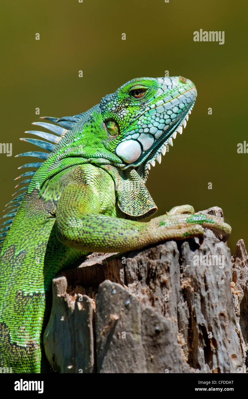 Vert (adultes) commune iguana (Iguana iguana), les zones humides du Pantanal, au sud-ouest de l'Amérique du Sud, Brésil Banque D'Images