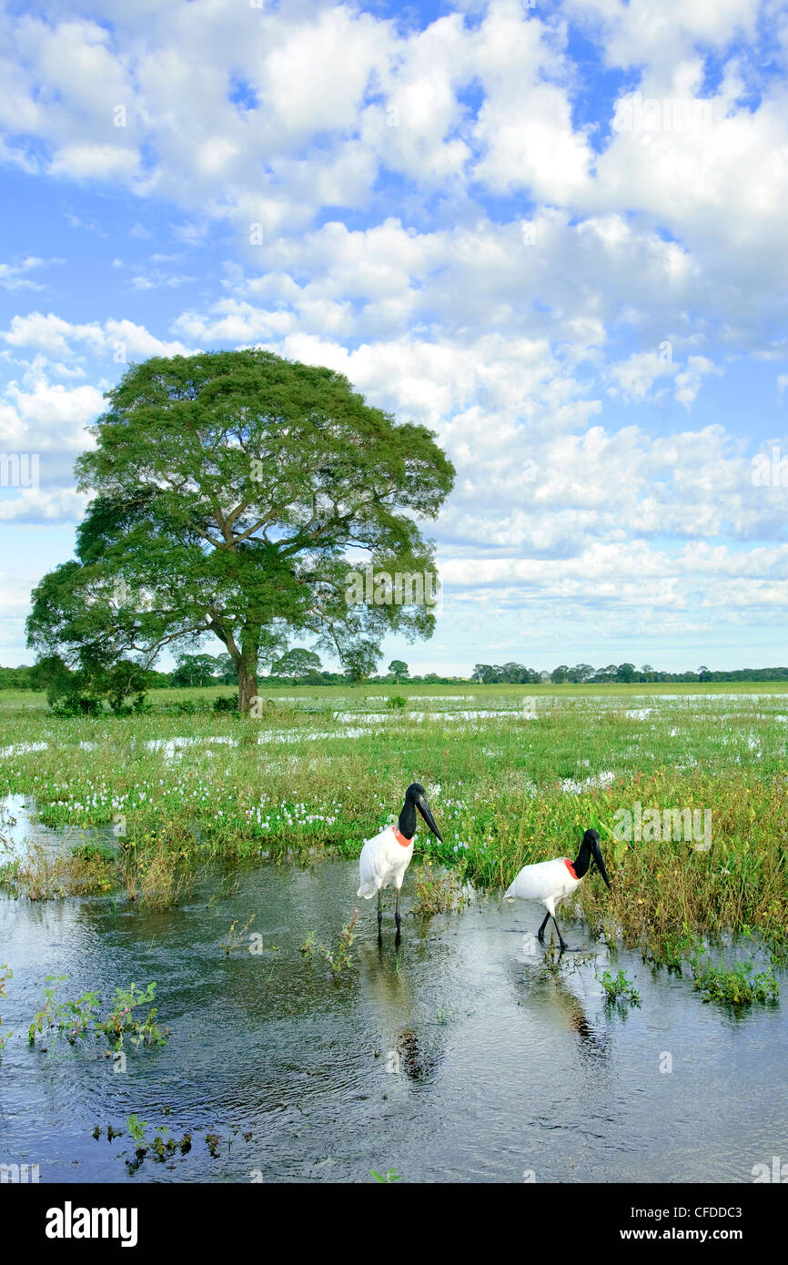 Cigogne jabiru adultes (Jabiru mycteria), les zones humides du Pantanal, au sud-ouest de l'Amérique du Sud, Brésil Banque D'Images