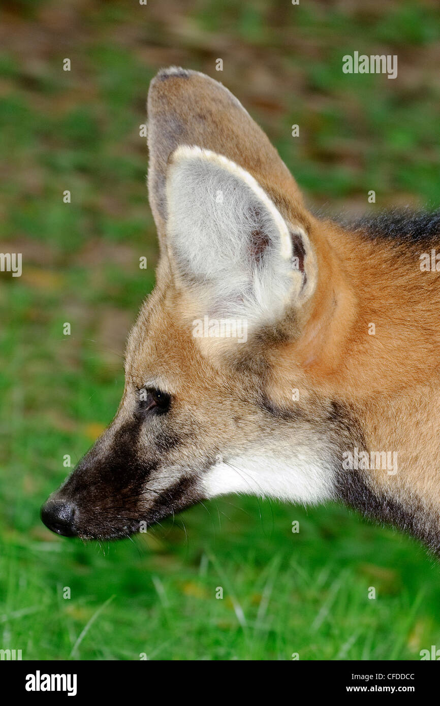 Le loup à crinière (Chrysocyon brachyurus), Pantanal, Brésil, le sud-ouest de l'Amérique du Sud Banque D'Images