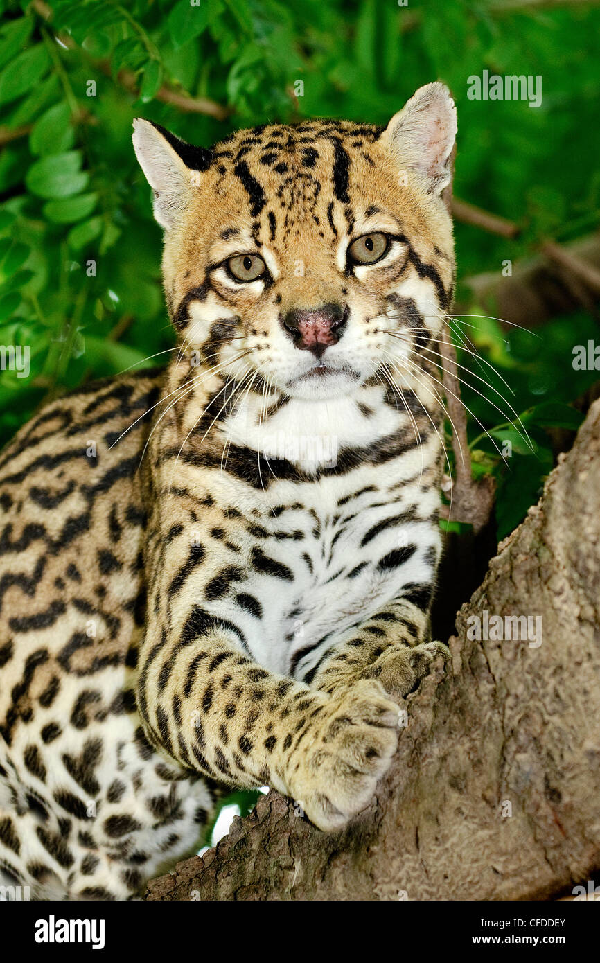 L'Ocelot (Felis pardalis) dans l'arbre, les zones humides du Pantanal, au sud-ouest de l'Amérique du Sud, Brésil Banque D'Images