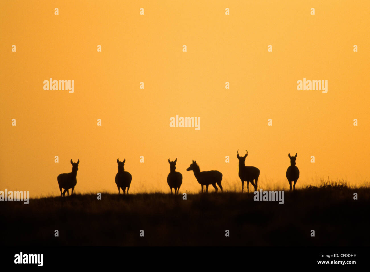 L'antilocapre (Antilocapa americana) à la fin de l'hiver, le troupeau de l'Alberta, l'Ouest du Canada des Prairies Banque D'Images