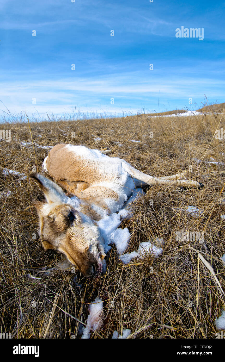 L'antilocapre (Antilocapa americana) mortalité de famine à la fin de l'hiver, les prairies de l'Alberta, l'Ouest du Canada Banque D'Images