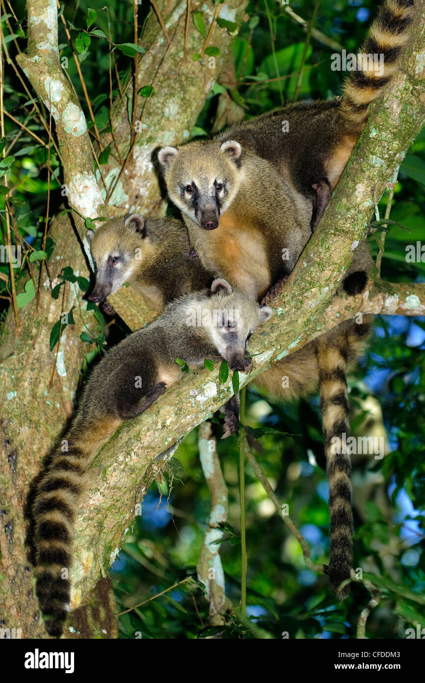 South American coati (Nasua nasua) en quête de vers blancs dans le bois pourri d'une souche d'arbre, chutes d'Iguaçu, Brésil Amérique du Sud Banque D'Images