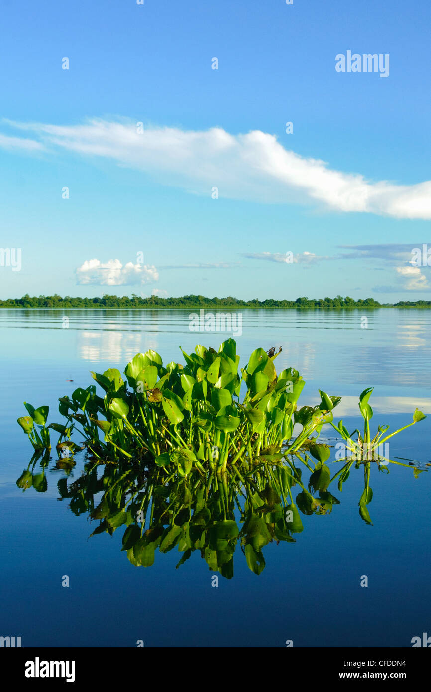 Jacinthe d'eau (Eichhornia crassipes), les zones humides du Pantanal, au sud-ouest de l'Amérique du Sud, Brésil Banque D'Images