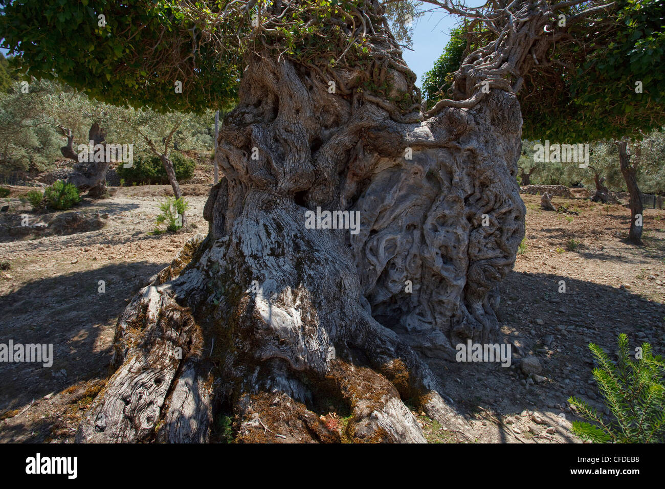 Vieil olivier, montagnes de Tramuntana, à Majorque, Îles Baléares, Espagne, Europe Banque D'Images
