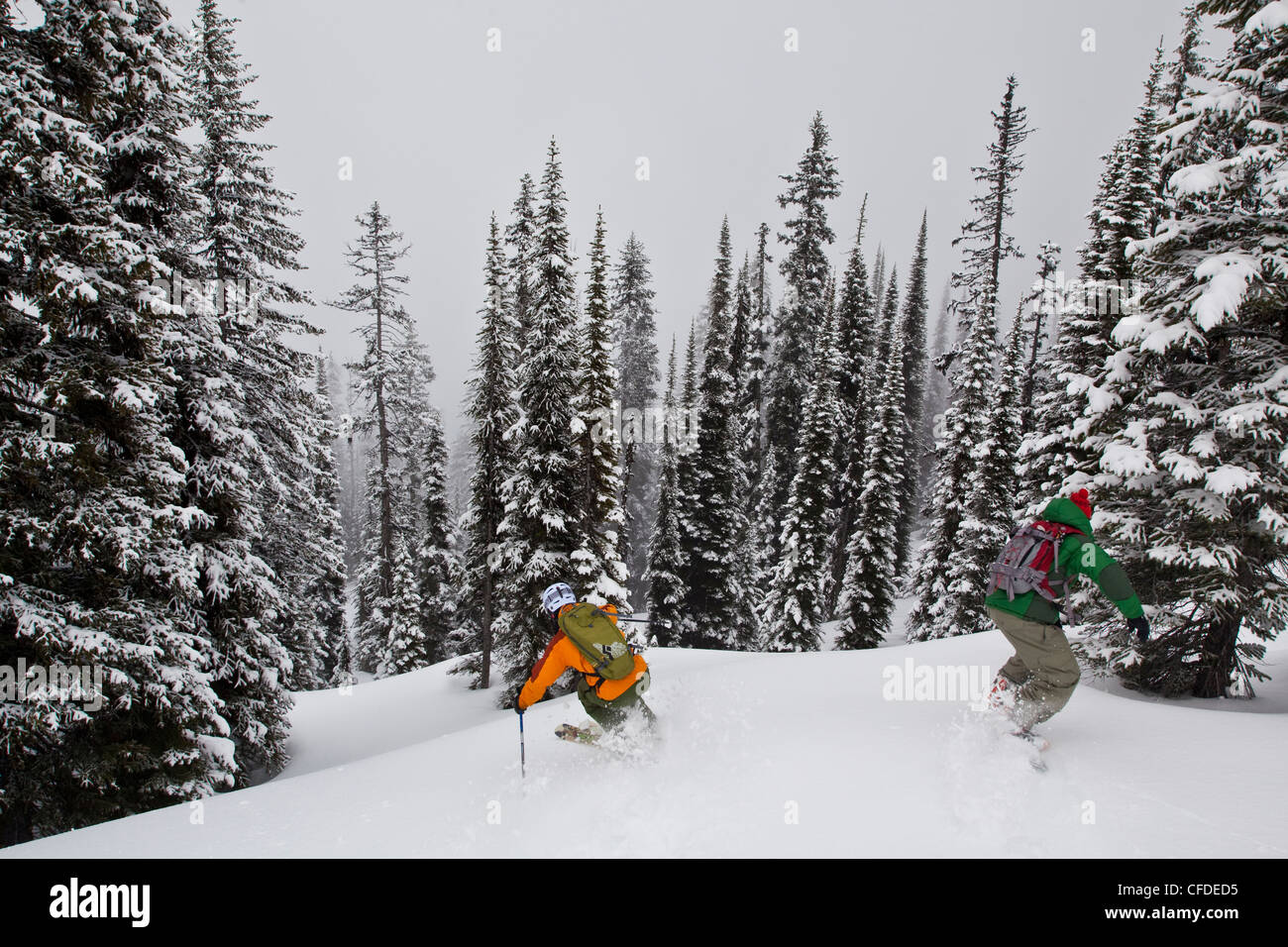 Un homme dans la poudreuse skis monashees tandis que cat skiing. Vernon, British Columbia, Canada Banque D'Images