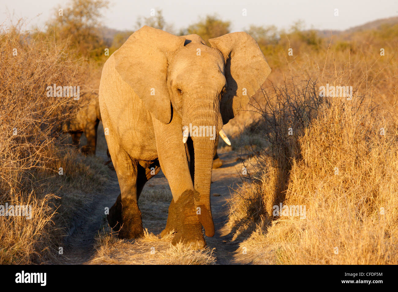 L'éléphant africain, Madikwe game reserve, Pilanesberg, Afrique du Sud, l'Afrique Banque D'Images