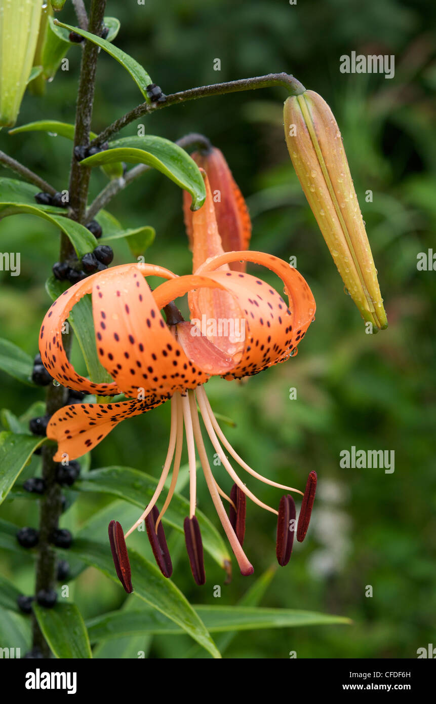 Tiger Lily (Lilium sp.) en fleurs avec les coupelles de semences sur le pédoncule. Montrant l'anatomie des plantes. L'Ontario. Le Canada. Banque D'Images