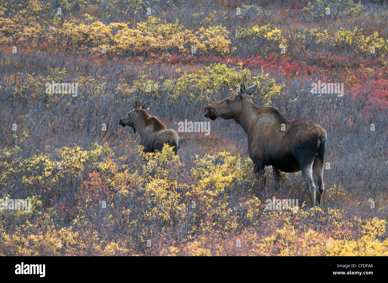 Vache et son veau orignal debout dans l'automne de la végétation ; (Alces alces), le parc national Denali, Alaska, États-Unis d'Amérique Banque D'Images