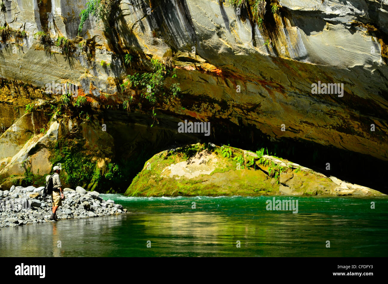 L'homme pêche de mouche, Rangitikei River, Île du Nord Nouvelle-zélande Banque D'Images