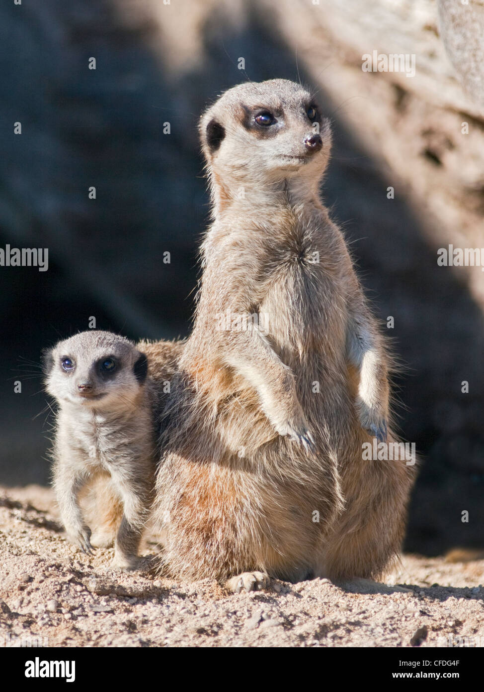 Queue mince Meerkat (Suricata suricatta) juvéniles et adultes Banque D'Images