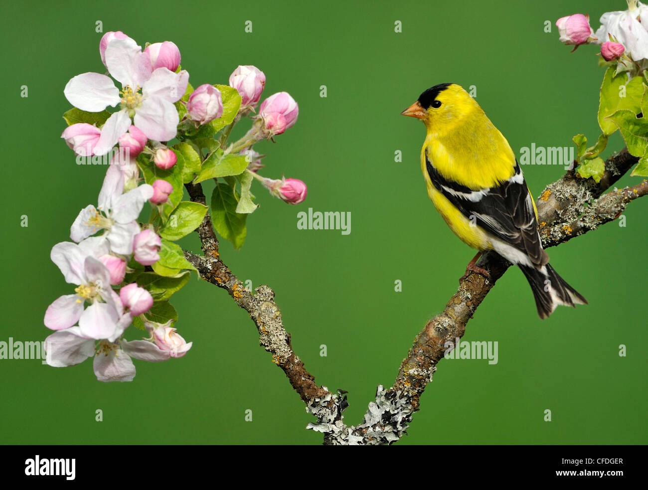 Chardonneret jaune (Carduelis tristis) sur Apple Blossom perchaude, Victoria, Colombie-Britannique, Canada Banque D'Images