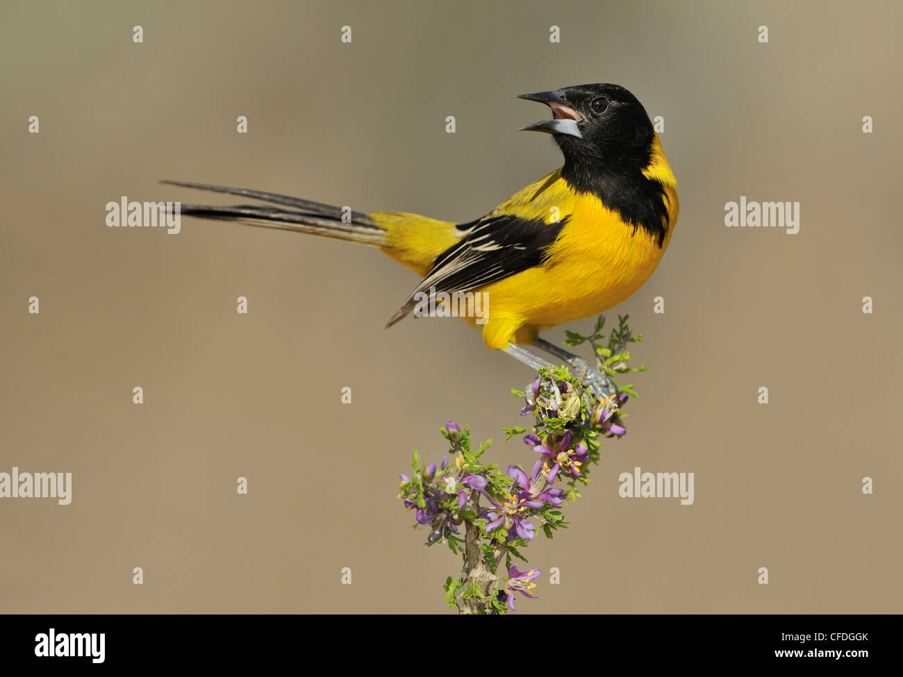 L'Audubon mâle Oriole Icterus graduacauda) (sur la perche à Santa Clara Ranch, South Texas, États-Unis d'Amérique Banque D'Images