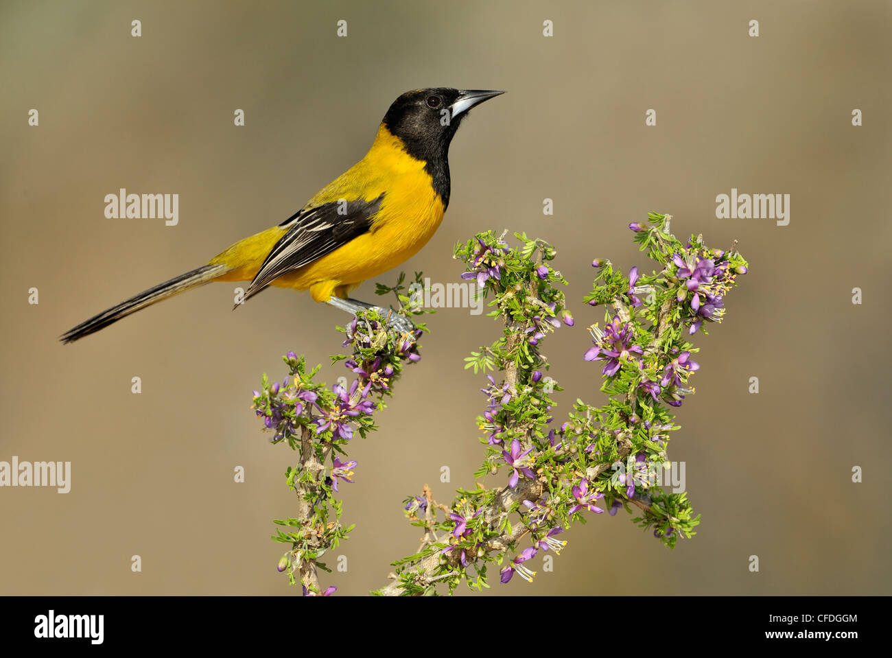 L'Audubon mâle Oriole Icterus graduacauda) (sur la perche à Santa Clara Ranch, South Texas, États-Unis d'Amérique Banque D'Images