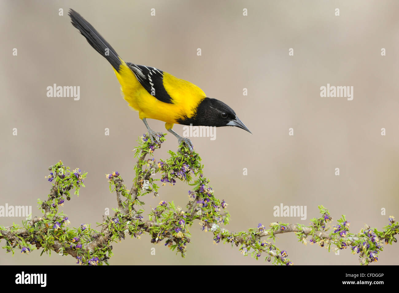 L'Audubon mâle Oriole Icterus graduacauda) (sur la perche à Santa Clara Ranch, South Texas, États-Unis d'Amérique Banque D'Images
