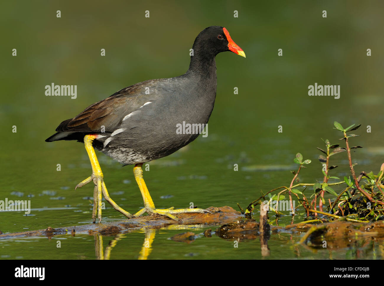 La Gallinule poule-d'eau (Gallinula chloropus) - Brazos Bend State Park, Texas, United States of America Banque D'Images
