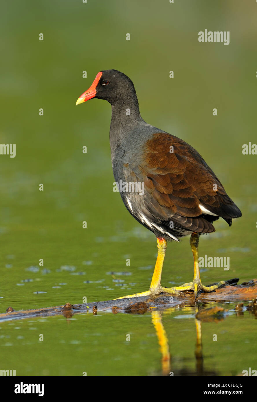 La Gallinule poule-d'eau (Gallinula chloropus) - Brazos Bend State Park, Texas, United States of America Banque D'Images