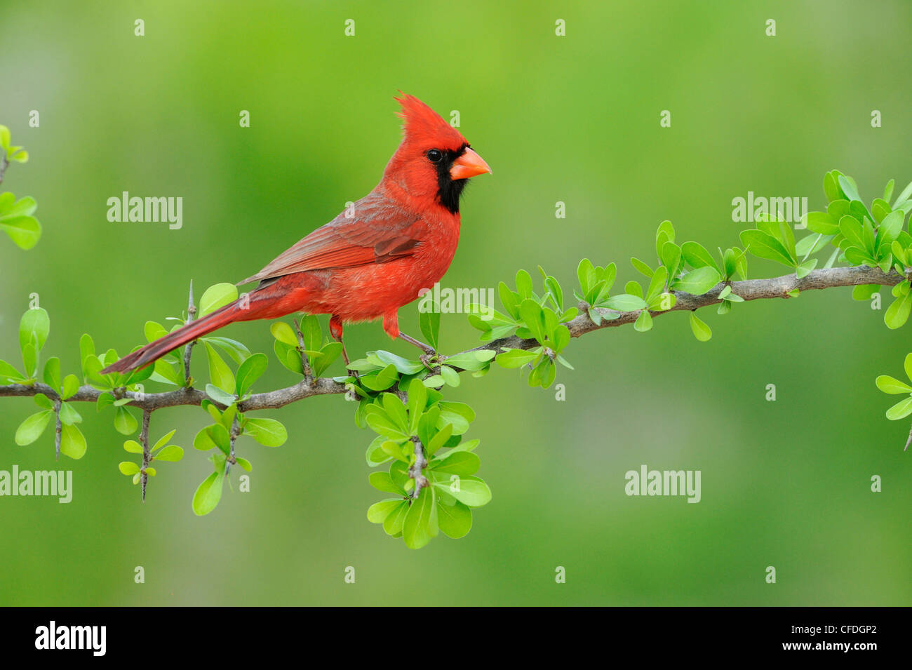 Cardinal rouge (Cardinalis cardinalis) - Santa Clara Ranch, Texas, United States of America Banque D'Images