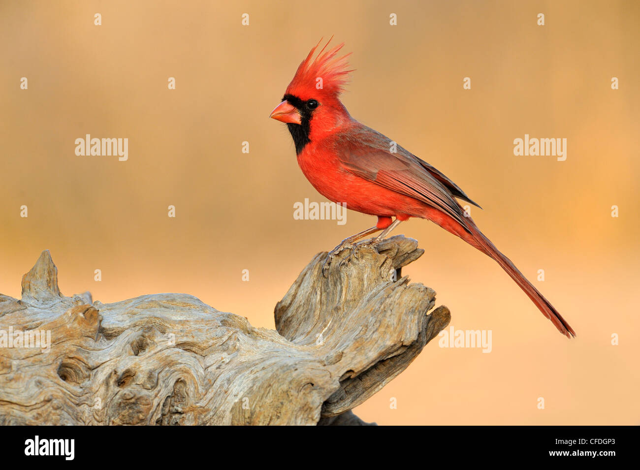 Cardinal rouge (Cardinalis cardinalis) - Santa Clara Ranch, Texas, United States of America Banque D'Images