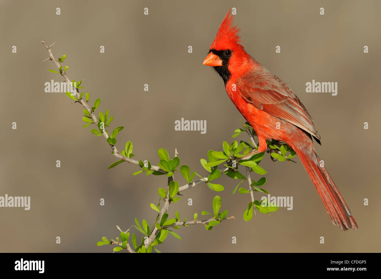 Cardinal rouge (Cardinalis cardinalis) - Santa Clara Ranch, Texas, United States of America Banque D'Images