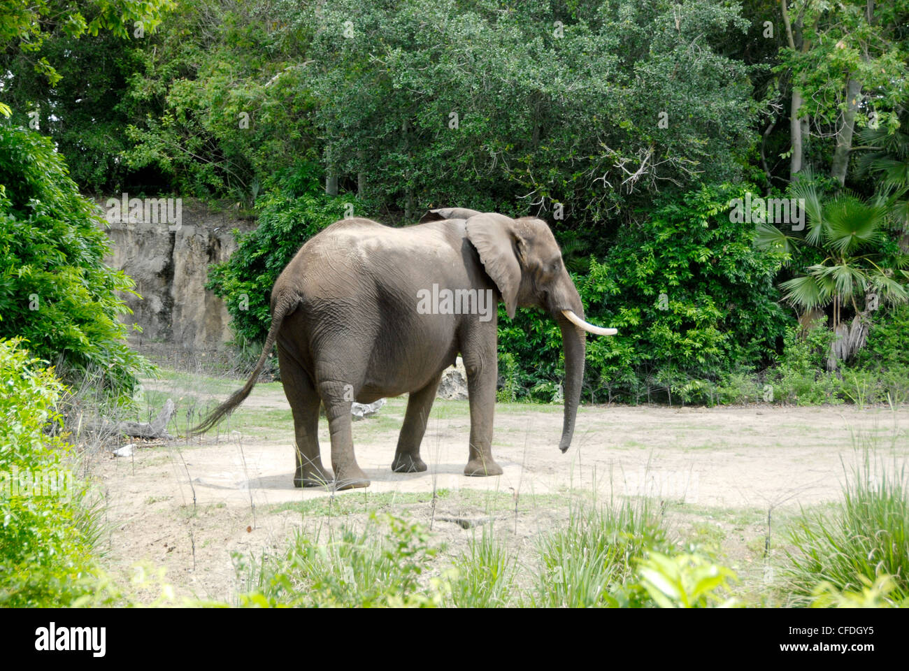 Animal Kingdom à Walt Disney World Resort, communément connu sous le nom de Walt Disney World et informelle que Disney World. Banque D'Images