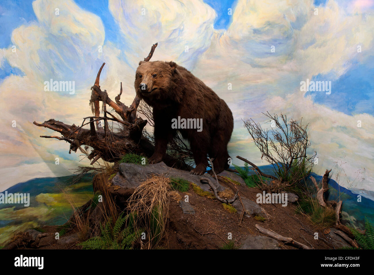 Senckenberg-Museum, Diorama avec ours brun, Ursus arctos, région montagneuse, habitat typique de grands mammifères, Frankfurt am Banque D'Images
