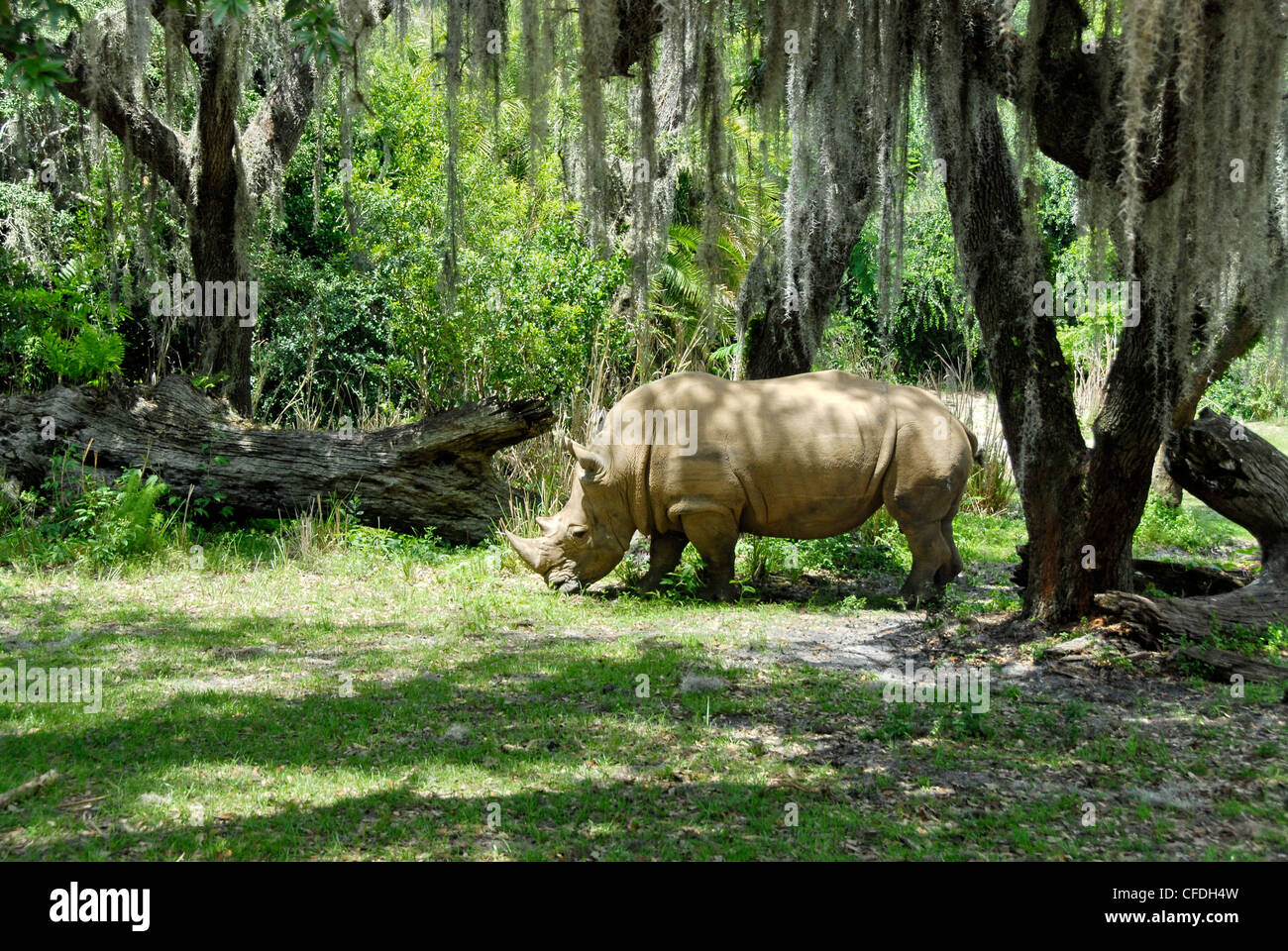 Animal Kingdom à Walt Disney World Resort, communément connu sous le nom de Walt Disney World et informelle que Disney World. Banque D'Images