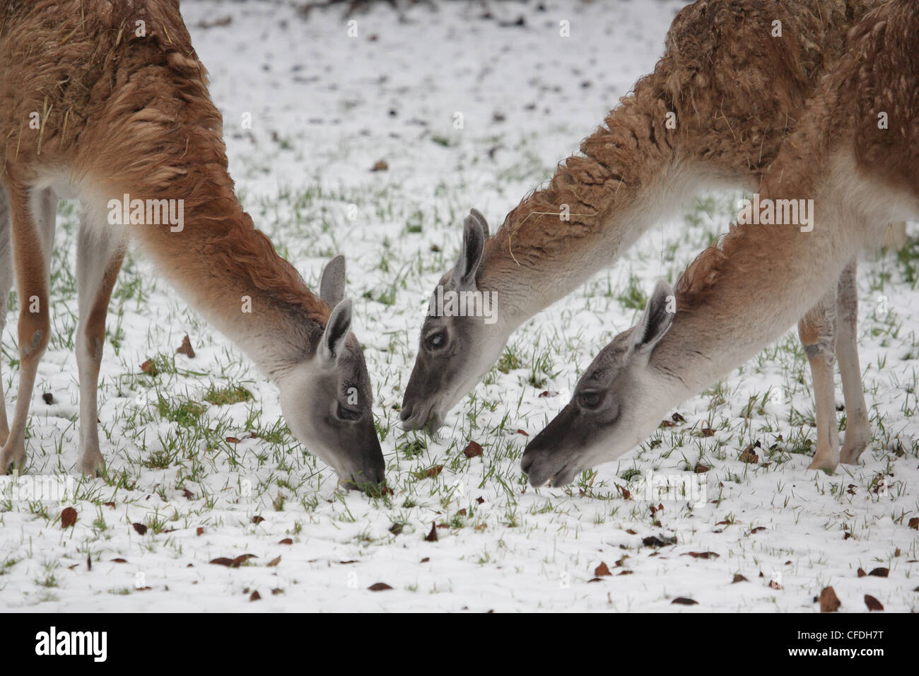 Le pâturage Guanacos Banque D'Images