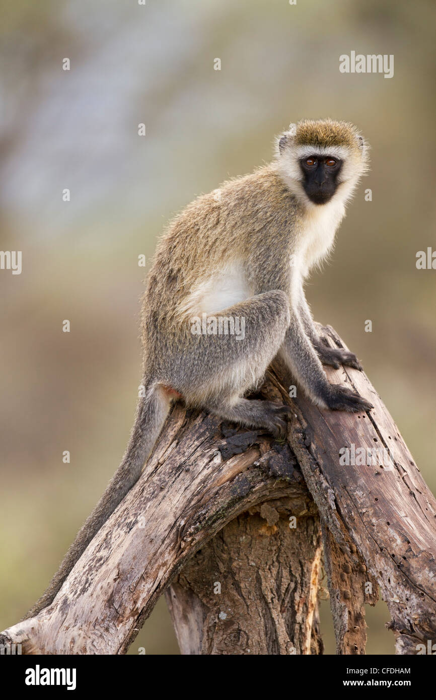 Un singe dans la réserve de Tarangire Tanzanie Banque D'Images