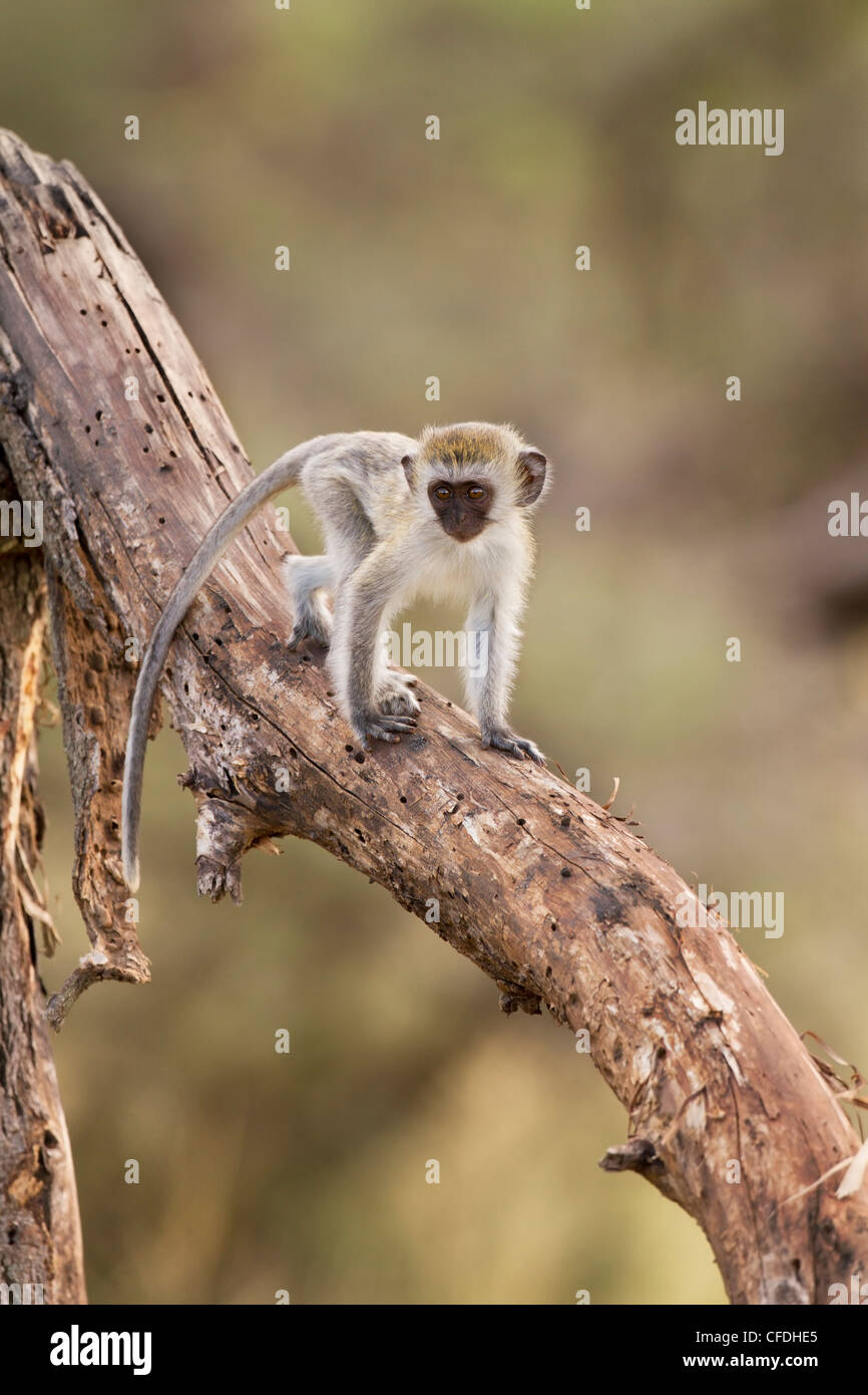 Bébé singe dans la réserve de Tarangire Tanzanie Banque D'Images