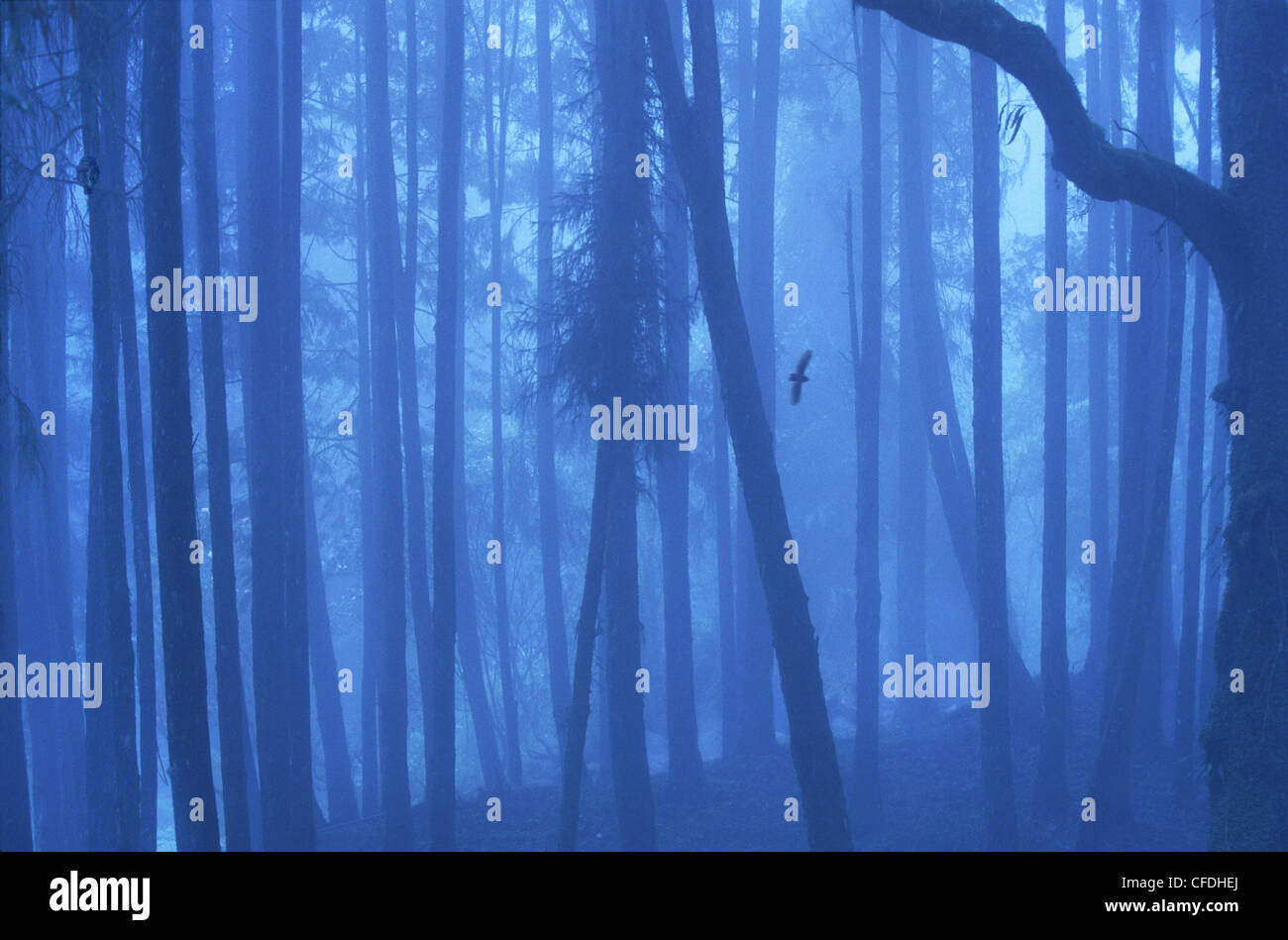 Forêt de brouillard en montagne Alishan, Alishan Chiayi County, Taiwan, l'Asie Banque D'Images