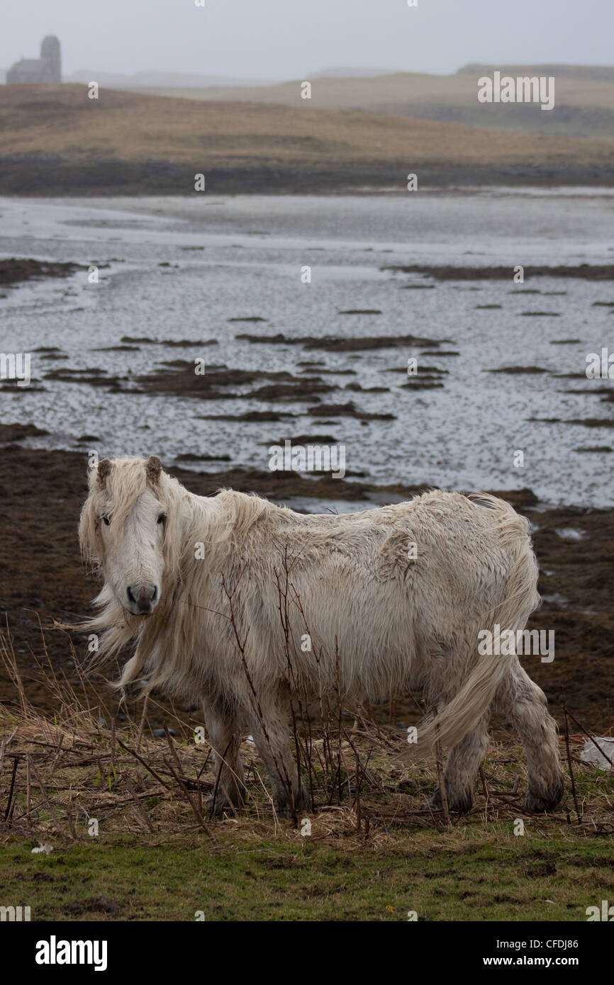 Un poney blanc sur les rives de l'île de Canna, les petites îles, l'Écosse, dans la pluie Banque D'Images