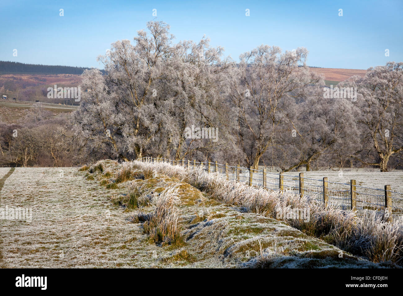 Givre sur les arbres avec beau ciel bleu au-dessus Banque D'Images