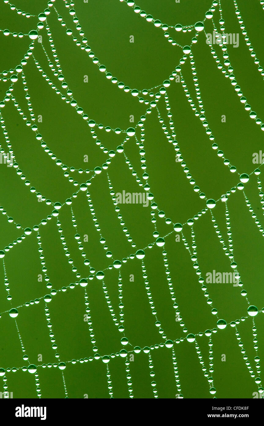 Recouvert de rosée orb spider web, de l'Okanagan, le sud de la Colombie-Britannique, Canada Banque D'Images