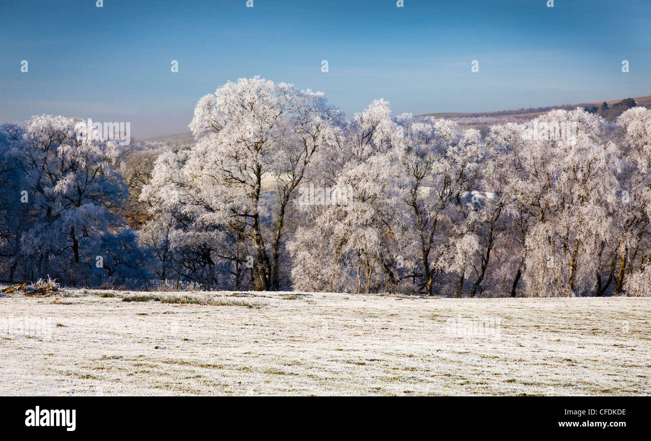 Givre sur les arbres avec beau ciel bleu au-dessus Banque D'Images