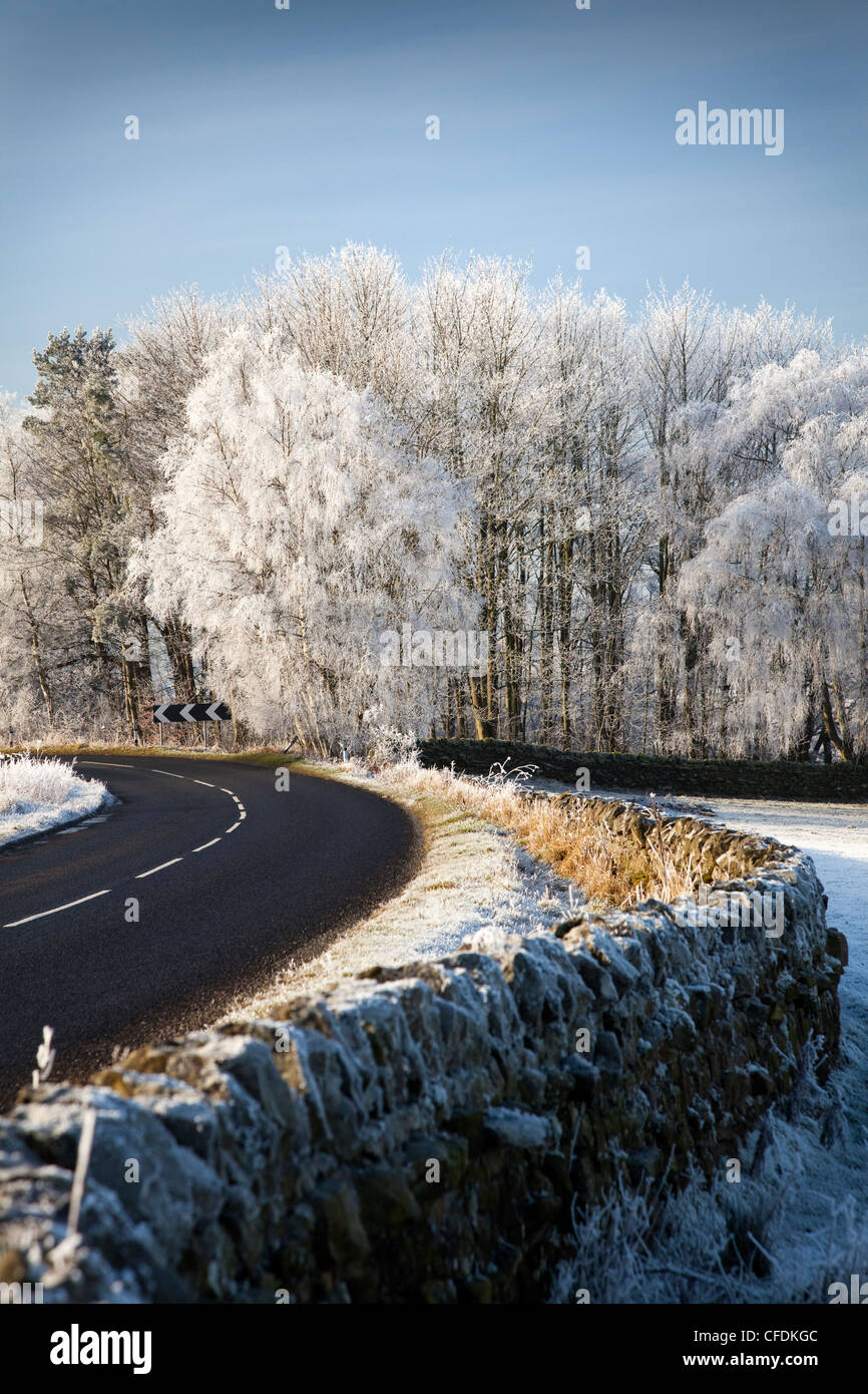 Givre sur les arbres avec beau ciel bleu au-dessus Banque D'Images