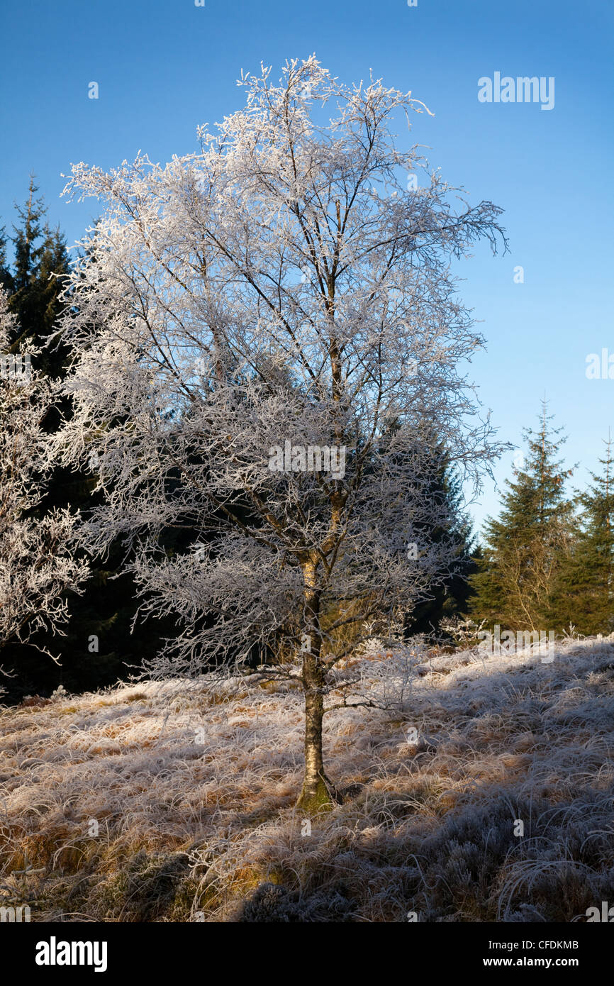 Gelée blanche sur l'arbre avec beau ciel bleu au-dessus Banque D'Images