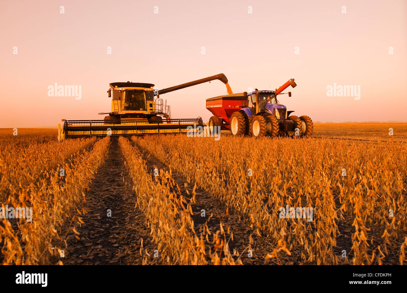 Une moissonneuse-batteuse se jette dans un wagon de grain sur le rendez-vous au cours de la récolte de soja, près de Lorette, Manitoba, Canada Banque D'Images