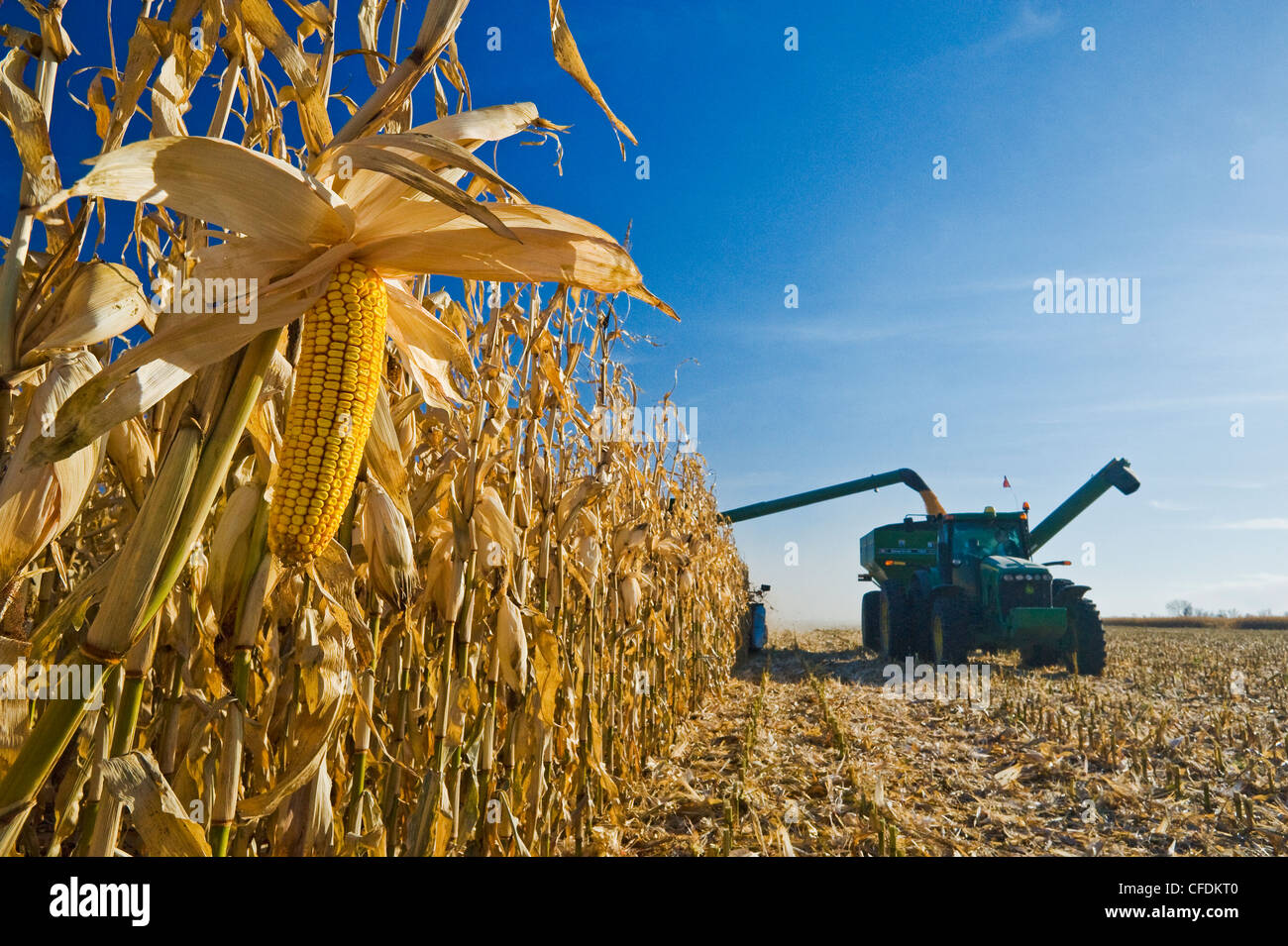 Une moissonneuse-batteuse se jette dans un wagon de grain sur le rendez-vous au cours de la récolte de maïs d'alimentation, près de Niverville, au Manitoba, Canada Banque D'Images