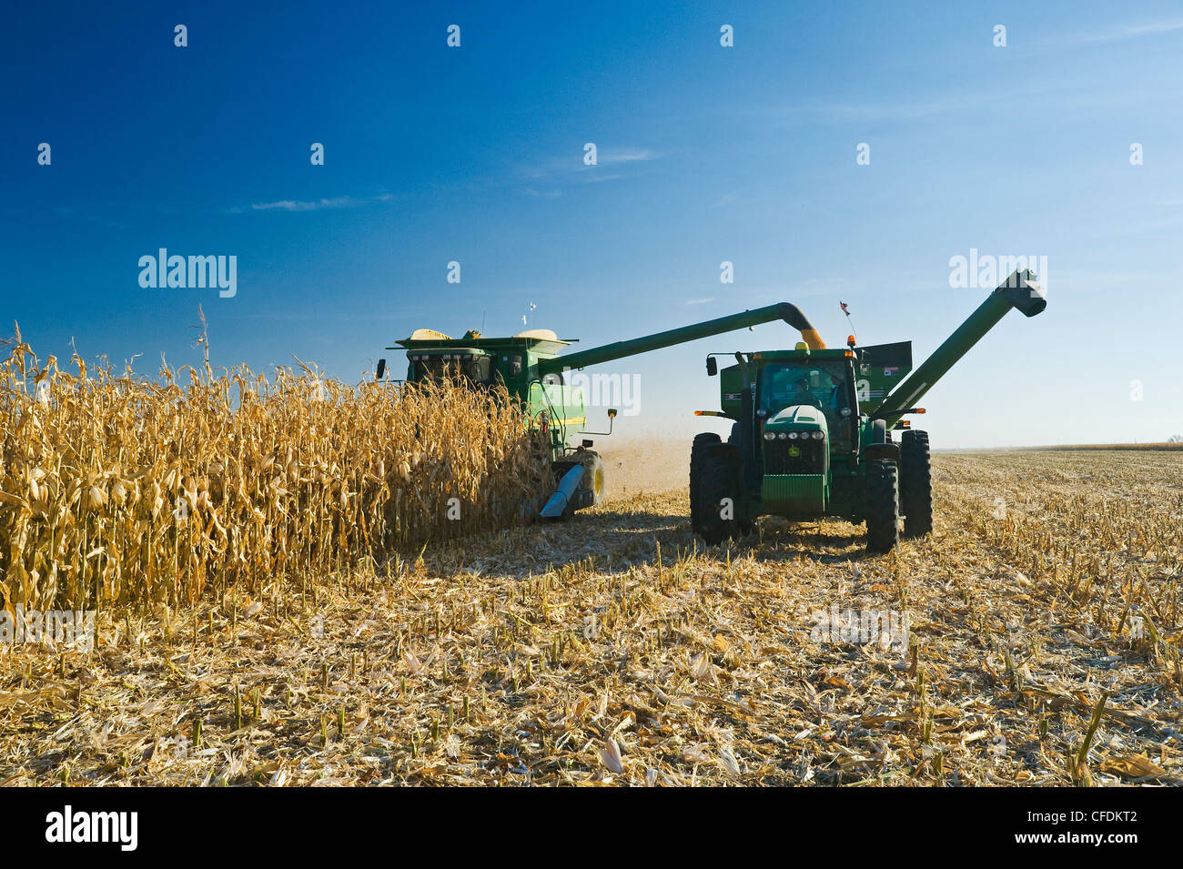 Une moissonneuse-batteuse se jette dans un wagon de grain sur le rendez-vous au cours de la récolte de maïs d'alimentation, près de Niverville, au Manitoba, Canada Banque D'Images