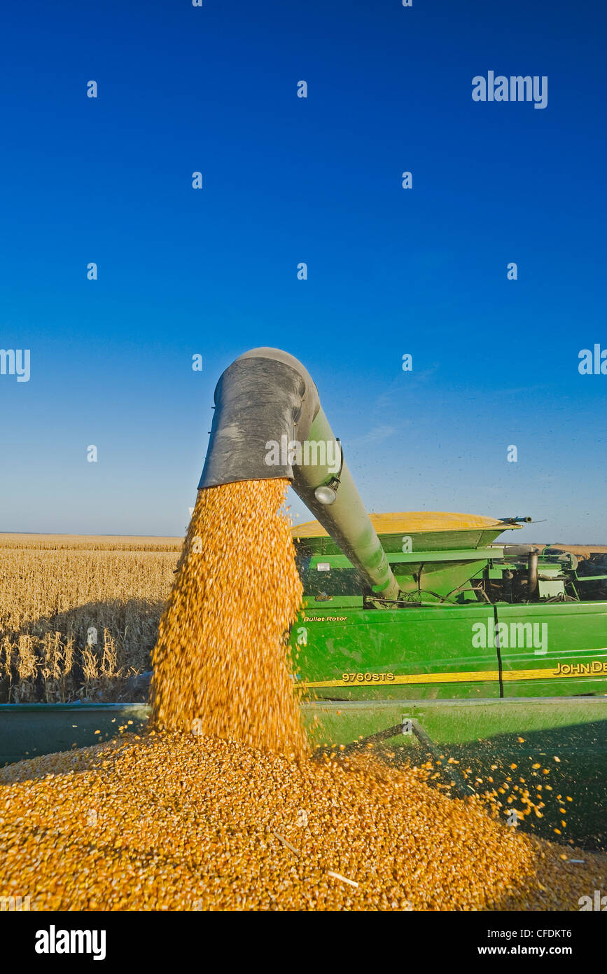 Une décharge de la moissonneuse-batteuse se nourrissent de maïs dans un wagon de grain sur le rendez-vous, près de Niverville, au Manitoba, Canada Banque D'Images