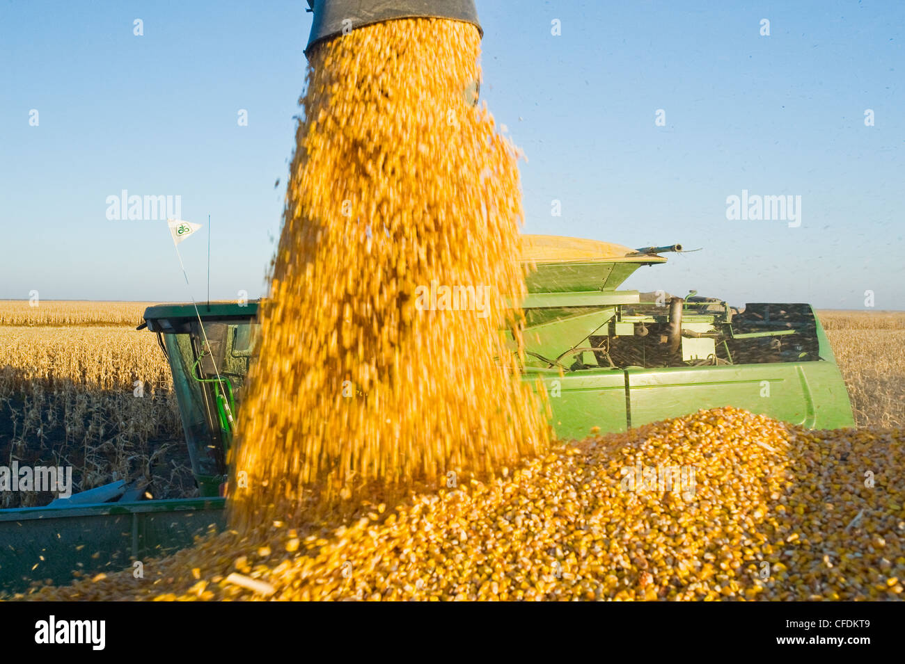 Une moissonneuse-batteuse se jette dans un wagon de grain sur le rendez-vous au cours de la récolte de maïs d'alimentation, près de Niverville, au Manitoba, Canada Banque D'Images