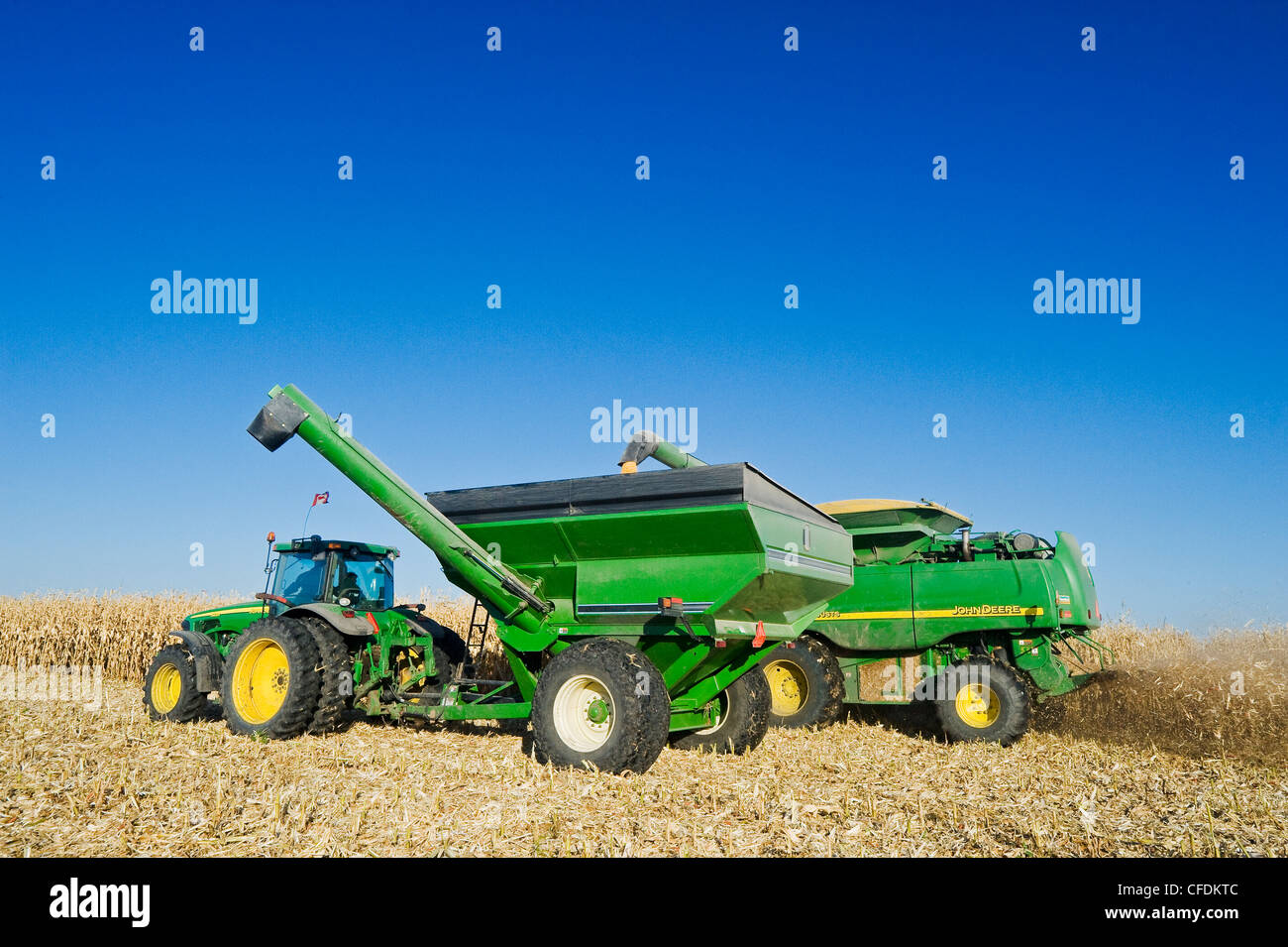 Une moissonneuse-batteuse se jette dans un wagon de grain sur le rendez-vous au cours de la récolte de maïs d'alimentation, près de Niverville, au Manitoba, Canada Banque D'Images