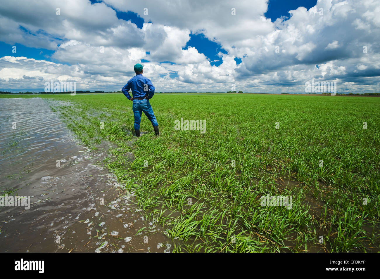 Un agriculteur dans un champ d'orge à la croissance précoce inondées, les nuages de tempête dans le ciel, près de Niverville, au Manitoba, Canada Banque D'Images