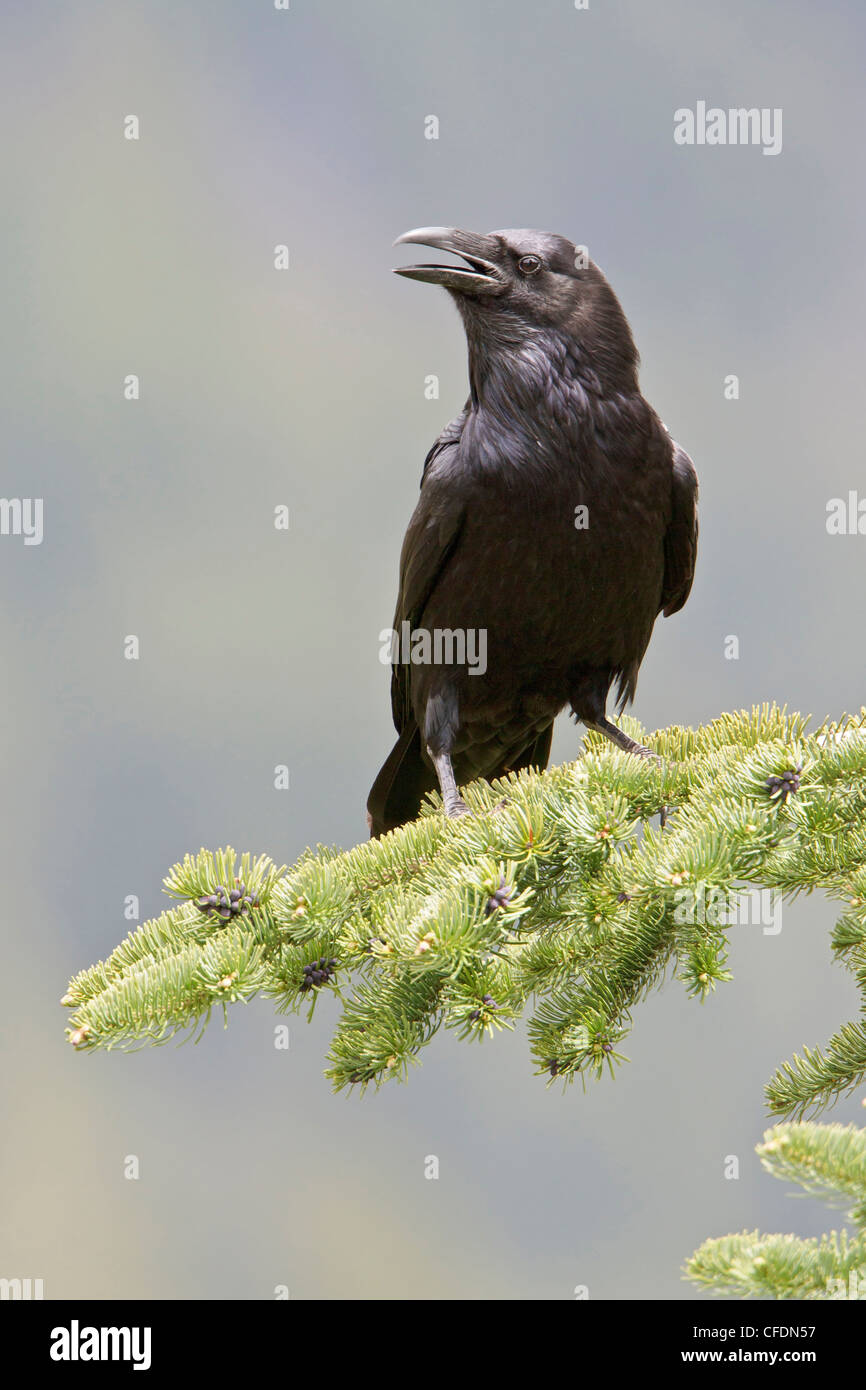 Grand Corbeau (Corvus corax) perché sur une branche dans l'Okanagan Valley, British Columbia, Canada. Banque D'Images