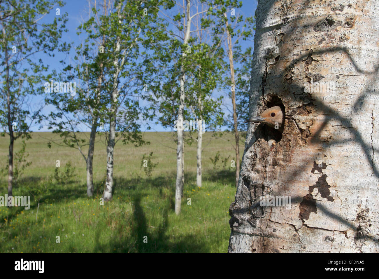 Nashville Warbler (Vermivora ruficapilla) perché sur une branche dans l'Okanagan Valley, British Columbia, Canada. Banque D'Images Nashville Warbler (Vermivora ruficapilla) perché sur une branche dans l'Okanagan Valley, British Columbia, Canada. Banque D'Images