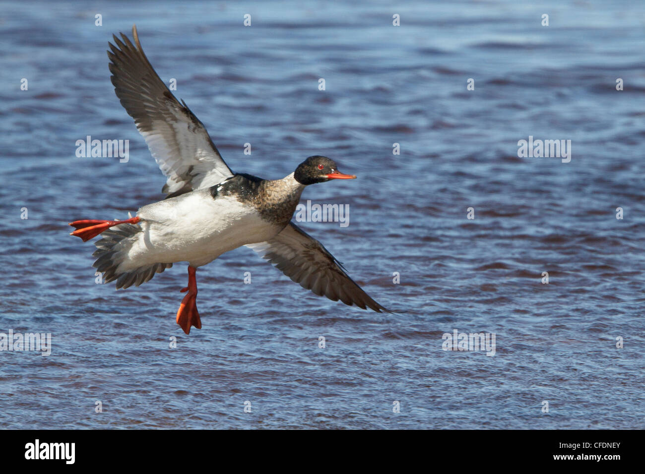 Harle huppé (Mergus serrator) volant à Churchill, Manitoba, Canada. Banque D'Images