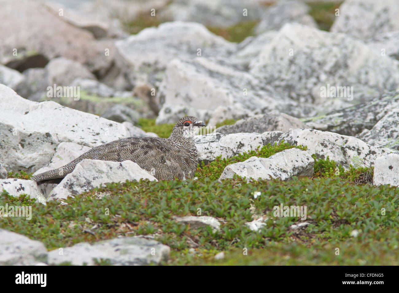 Le Lagopède alpin (Lagopus muta) dans l'espace alpin du mont Gros-Morne à Terre-Neuve, Canada. Banque D'Images